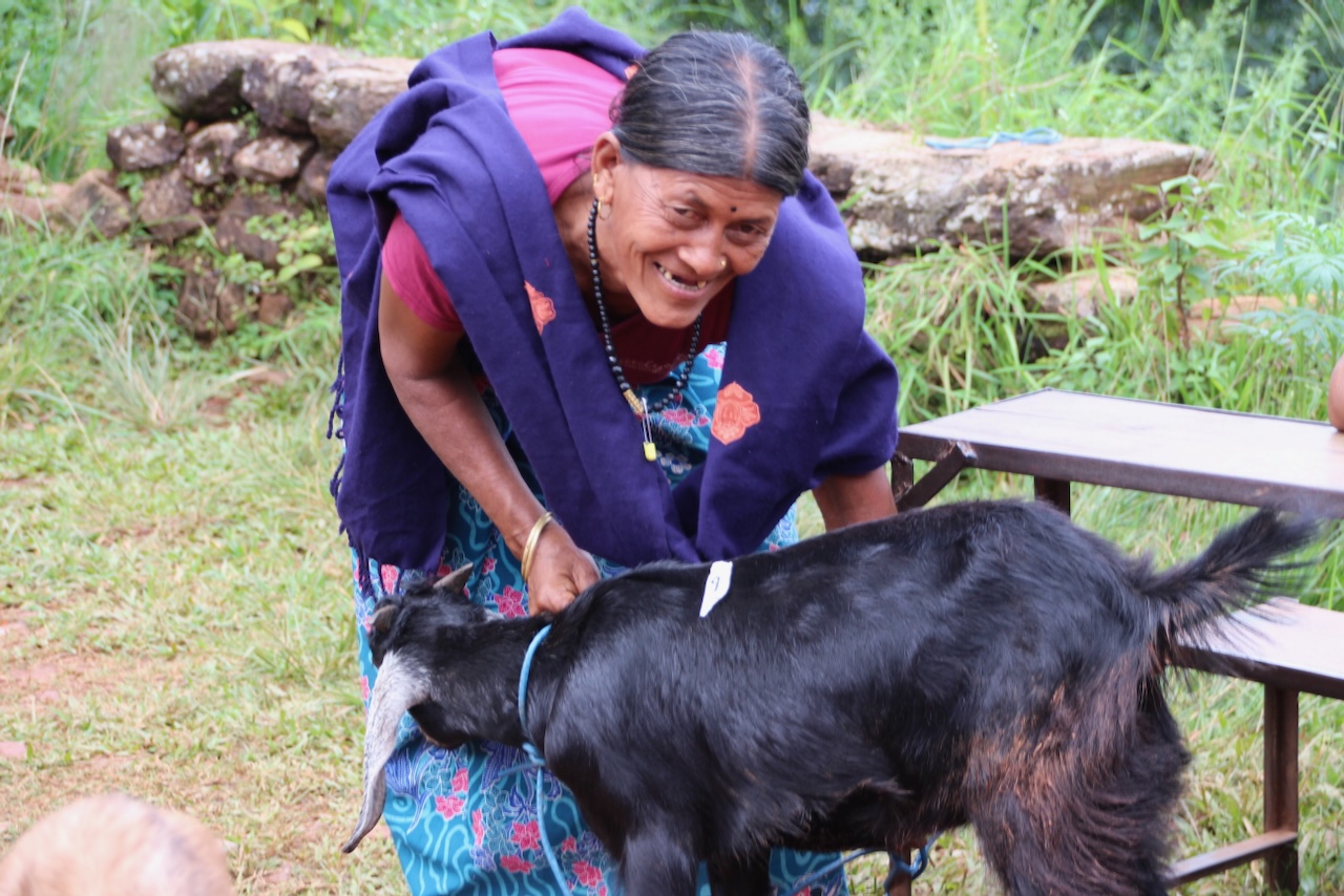 Viehzucht: Ziegen für bedürftige Familien